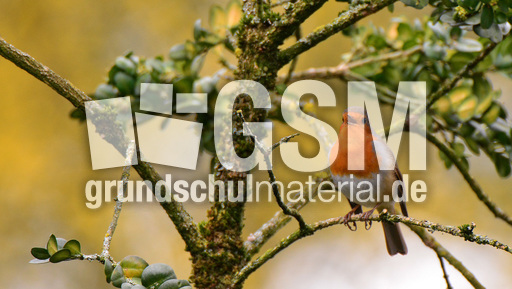 Rotkehlchen (23).jpg